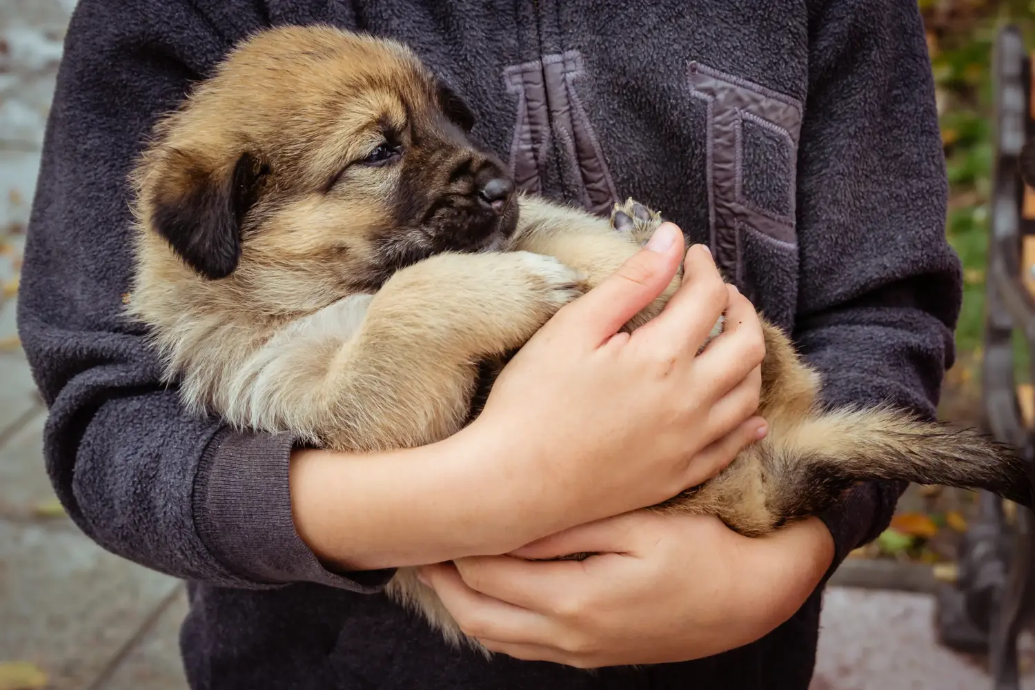 Acquistare un cucciolo di Šarplaninac significa assumersi una responsabilità! Comprare cuccioli di Šarplaninac.