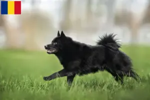 Scopri di più sull'articolo Allevatori di Schipperke e cuccioli in Romania