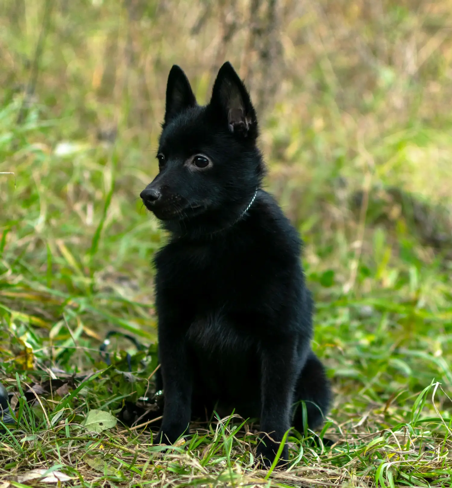 Acquistare un cucciolo di Schipperke significa assumersi delle responsabilità! Acquistare cuccioli di Schipperke.
