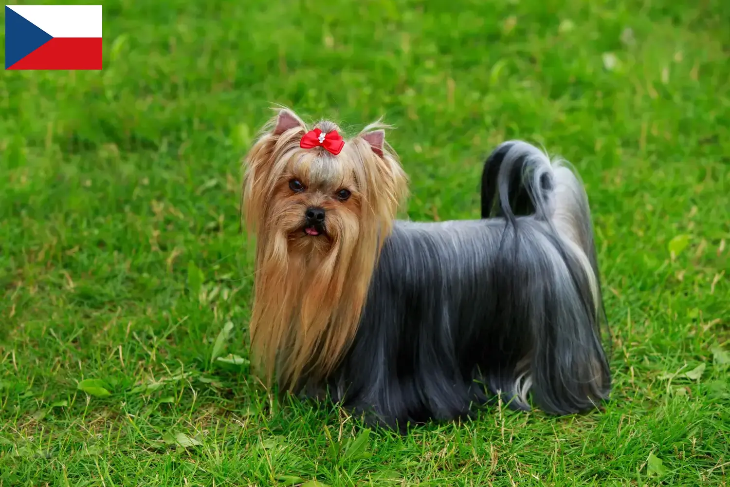 Scopri di più sull'articolo Allevatori di Yorkshire Terrier e cuccioli in Repubblica Ceca