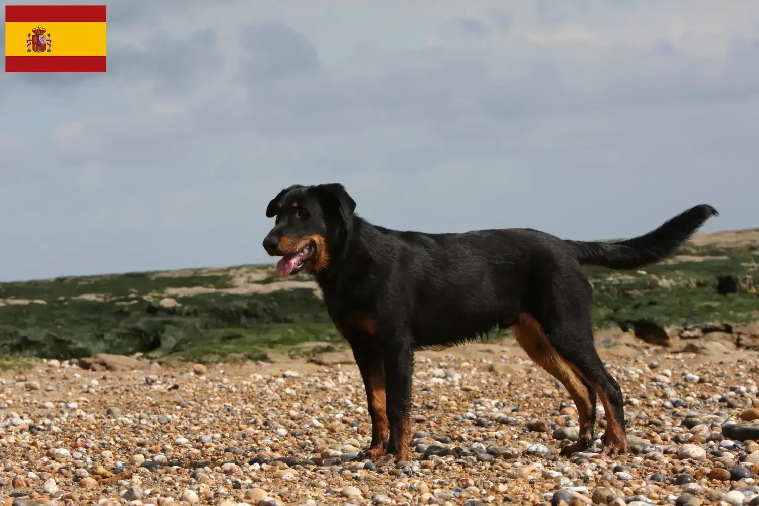 Cuccioli di Beauceron e allevatori Spagna Trova qui gli allevatori di Beauceron in Spagna.