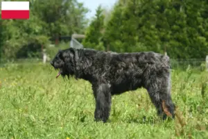 Scopri di più sull'articolo Allevatori di Bouvier des Flandres e cuccioli in Polonia