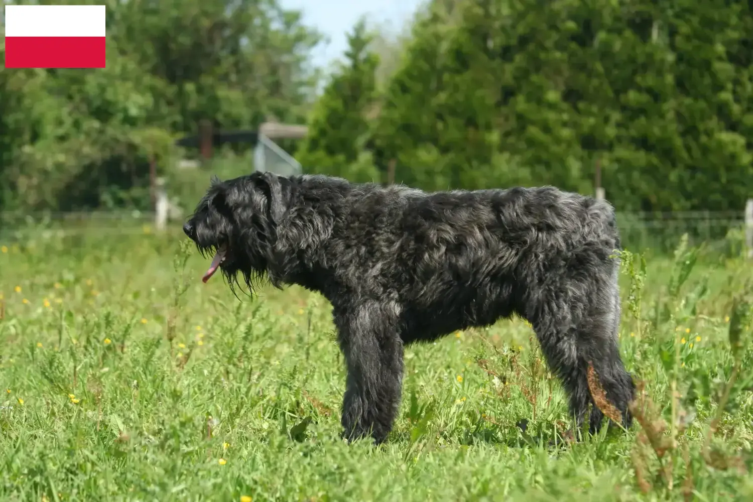 Cuccioli di Bouvier des Flandres e allevatori Polonia Qui potete trovare gli allevatori di Bouvier des Flandres in Polonia.