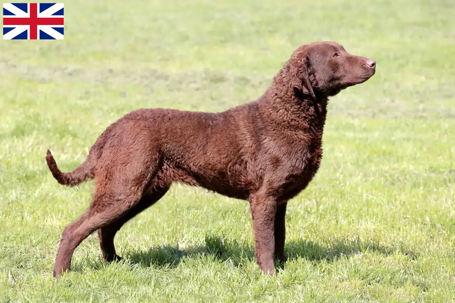 Scopri di più sull'articolo Allevatori e cuccioli di Chesapeake Bay Retriever in Gran Bretagna