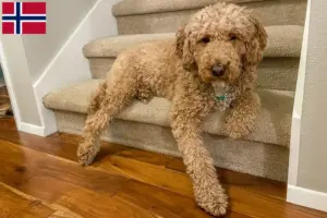 Scopri di più sull'articolo Allevatori di Labradoodle australiani e cuccioli in Norvegia