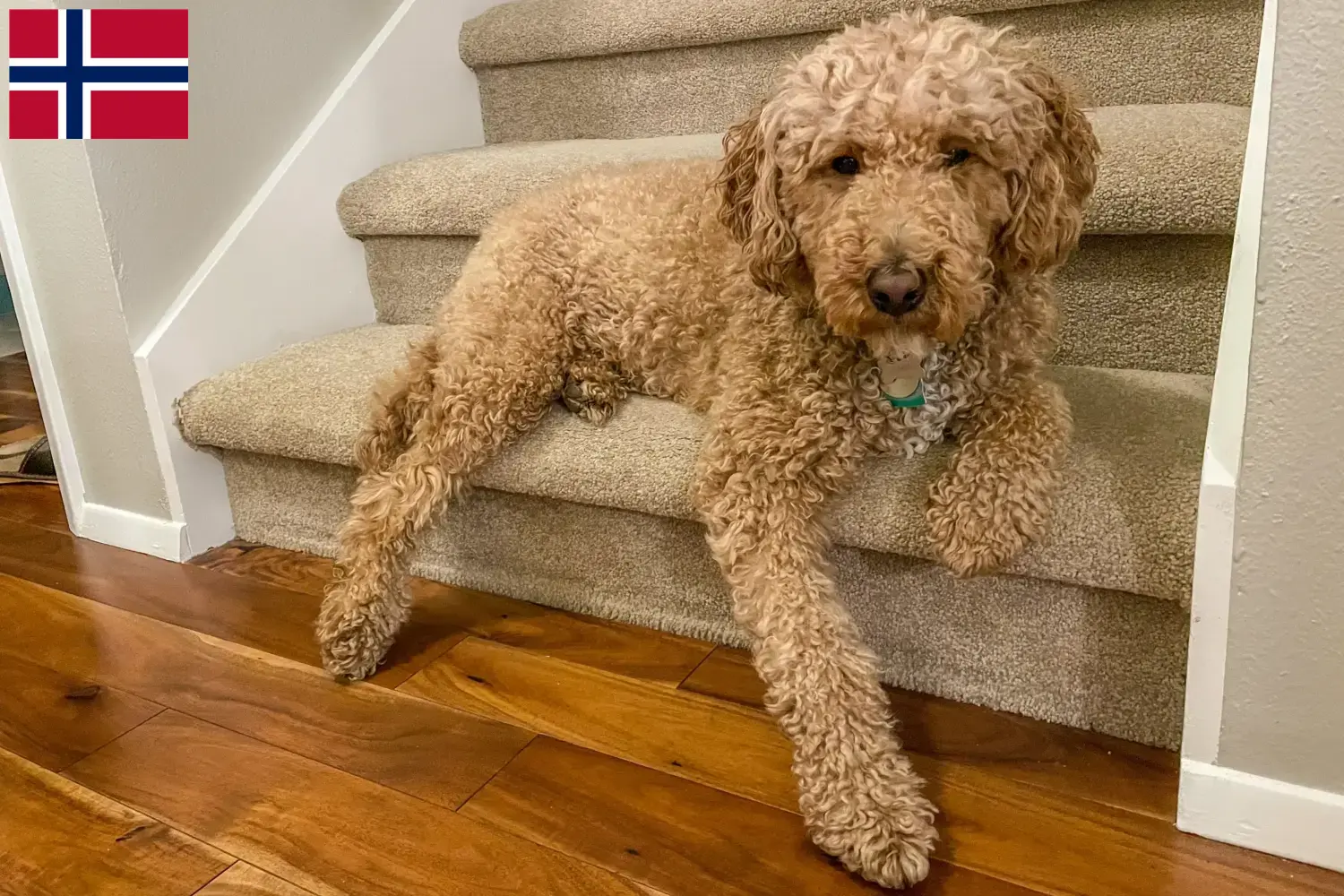 Scopri di più sull'articolo Allevatori di Labradoodle australiani e cuccioli in Norvegia
