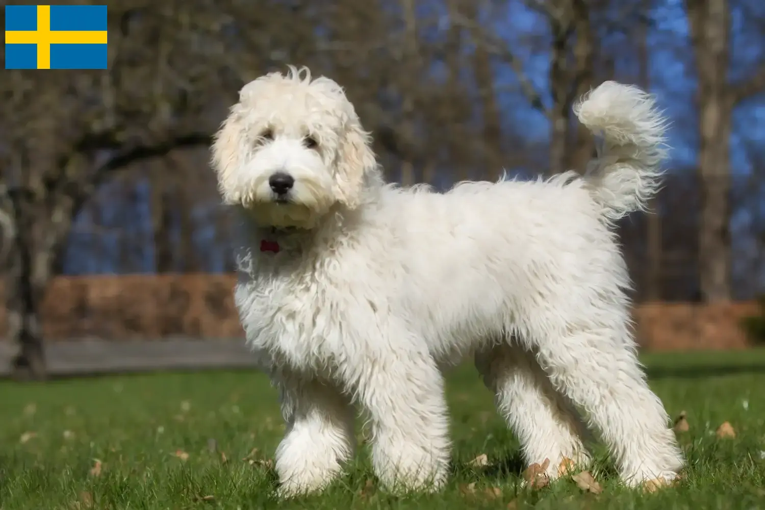 Scopri di più sull'articolo Allevatori di Labradoodle australiano e cuccioli in Svezia