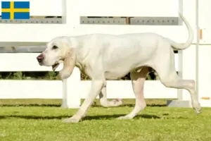 Scopri di più sull'articolo Allevatori di Porcelaine e cuccioli in Svezia