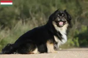 Scopri di più sull'articolo Allevatori di Spaniel Tibetano e cuccioli in Ungheria