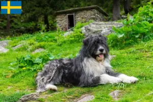 Scopri di più sull'articolo Allevatori e cuccioli di Mioritico in Svezia