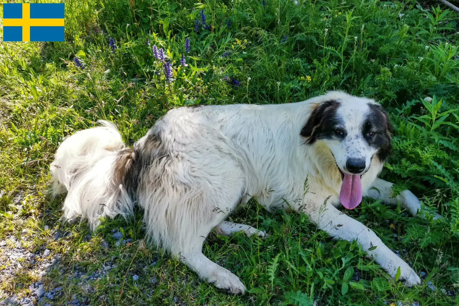 Scopri di più sull'articolo Allevatori di Tornjak e cuccioli in Svezia