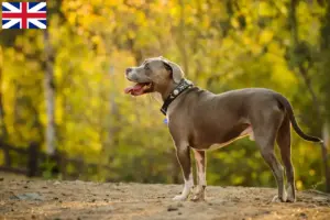 Scopri di più sull'articolo Allevatori di American Pit Bull Terrier e cuccioli nel Regno Unito
