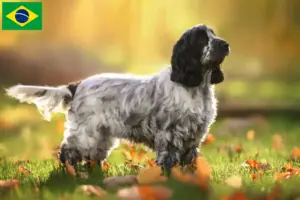 Scopri di più sull'articolo Allevatori di Cocker Spaniel Inglese e cuccioli in Brasile