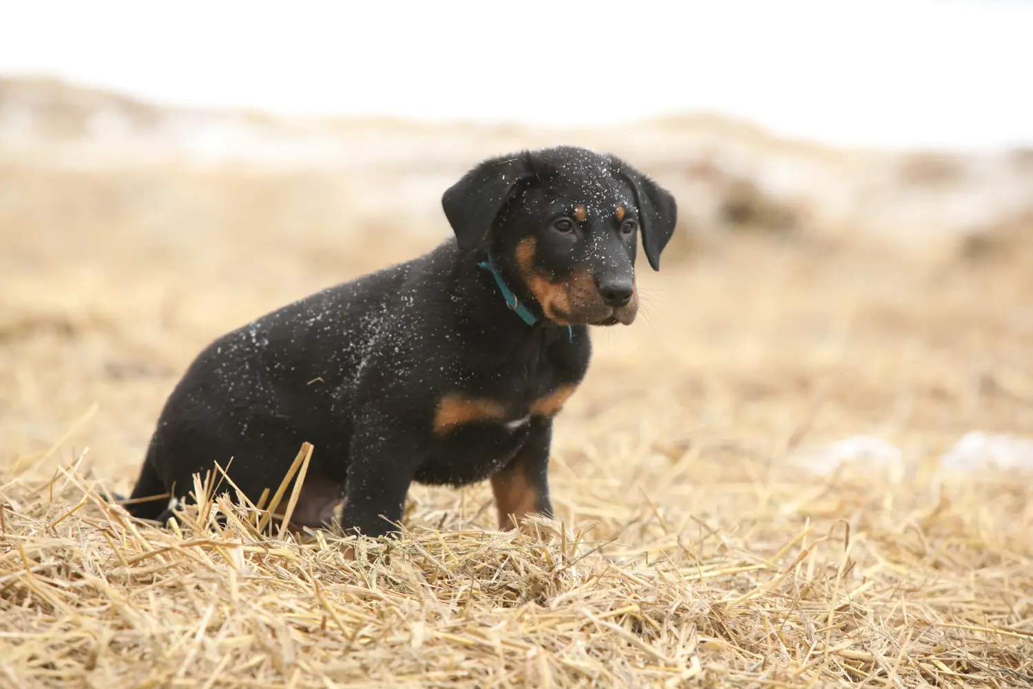 Acquistare un cucciolo di Beauceron significa assumersi delle responsabilità! Comprare cuccioli di Beauceron.