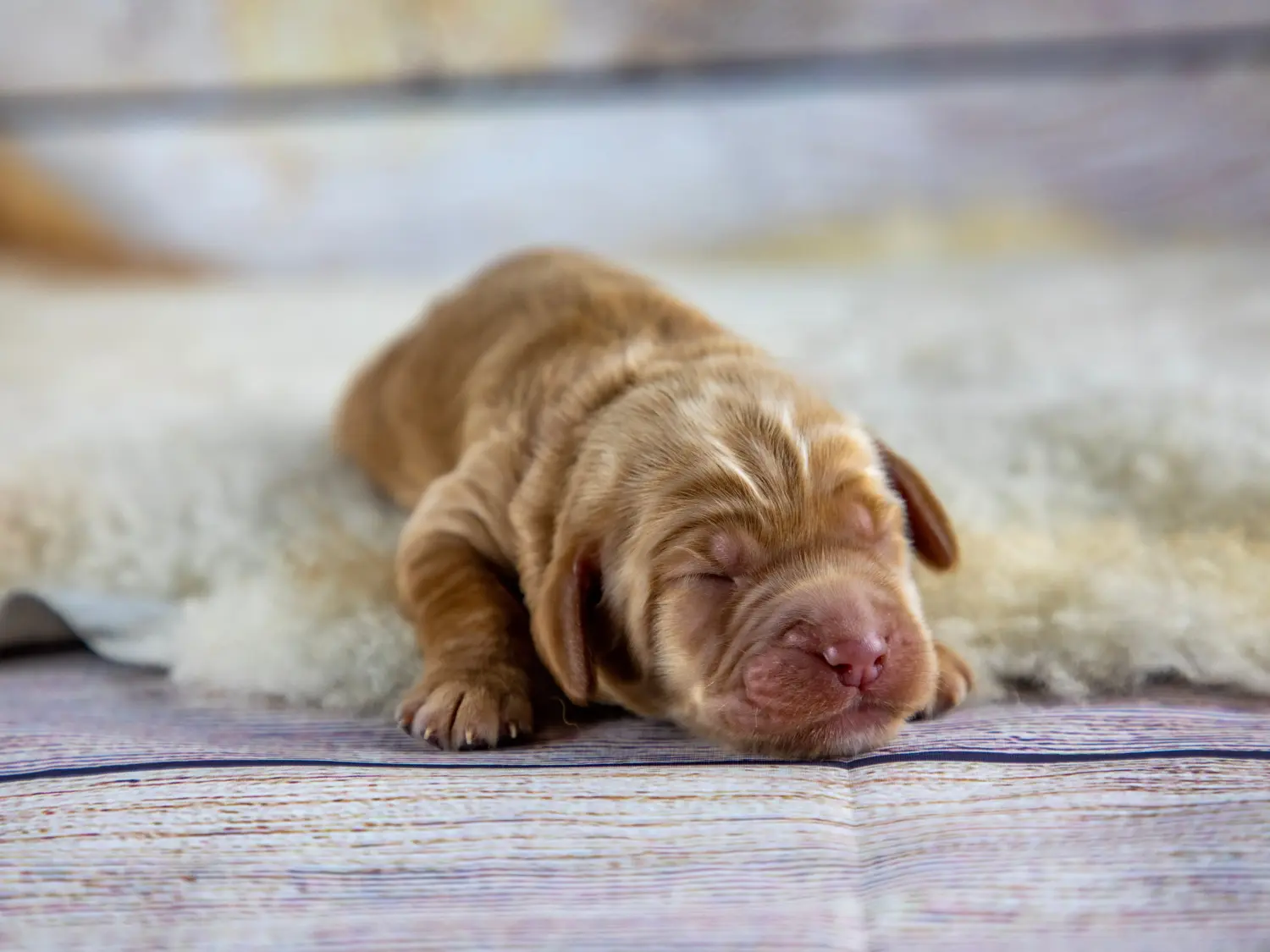 Acquistare un cucciolo di Labradoodle australiano significa assumersi delle responsabilità! Comprare cuccioli di Labradoodle australiano.