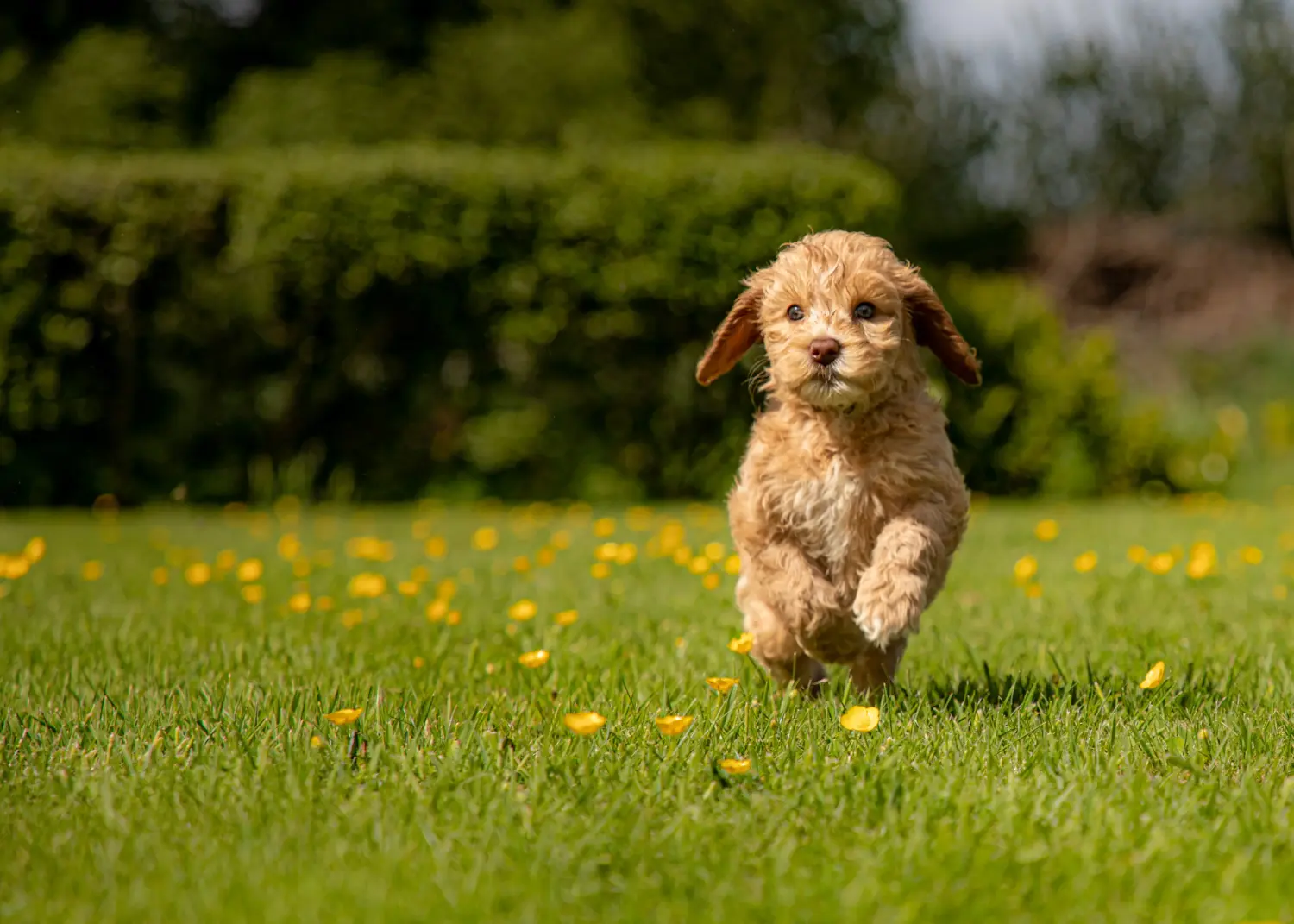 Acquistare un cucciolo di Labradoodle australiano significa assumersi delle responsabilità! Comprare cuccioli di Labradoodle australiano.