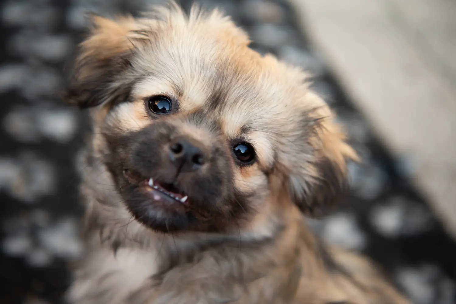 Acquistare un cucciolo di spaniel tibetano significa assumersi delle responsabilità! Comprare cuccioli di spaniel tibetano.
