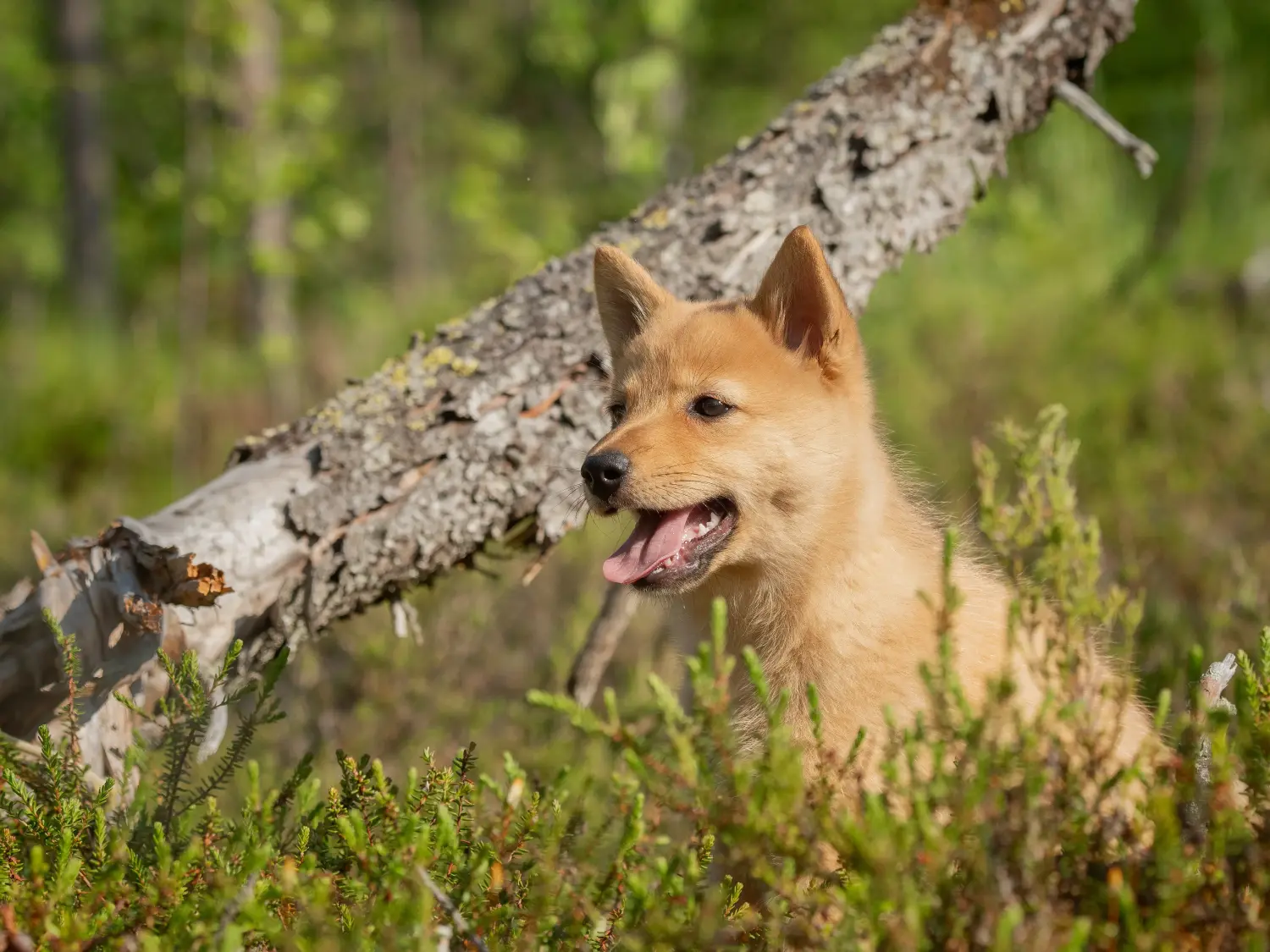 Acquistare un cucciolo di Finnspitz significa assumersi delle responsabilità! Comprare cuccioli di Finnspitz.