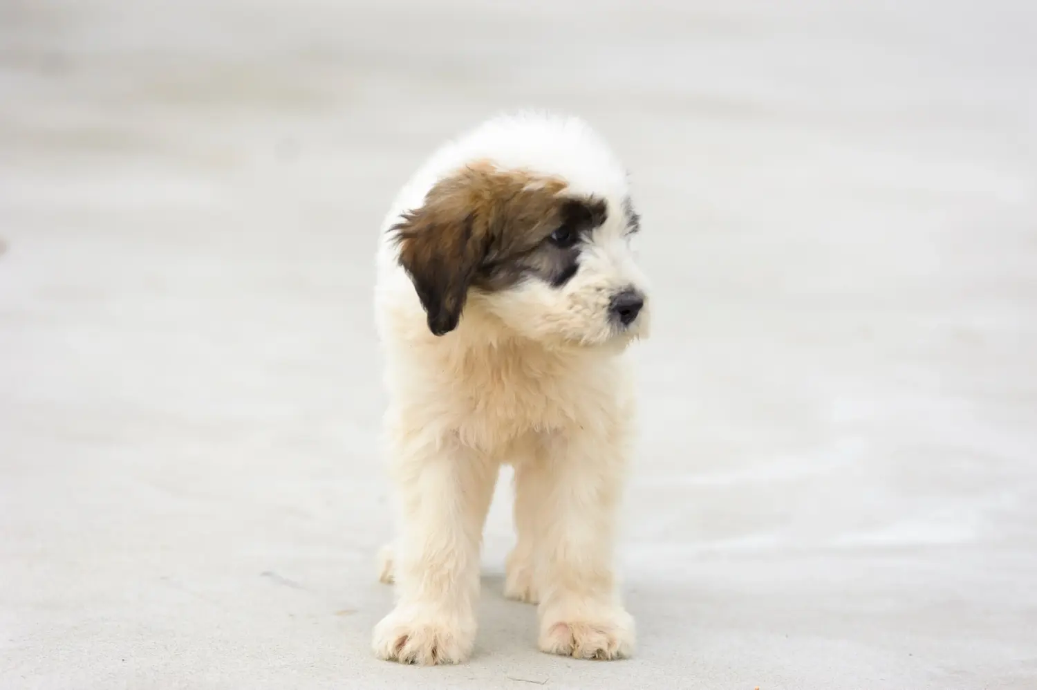 Acquistare un cucciolo mioritico significa assumersi una responsabilità! Acquistare cuccioli mioritici.