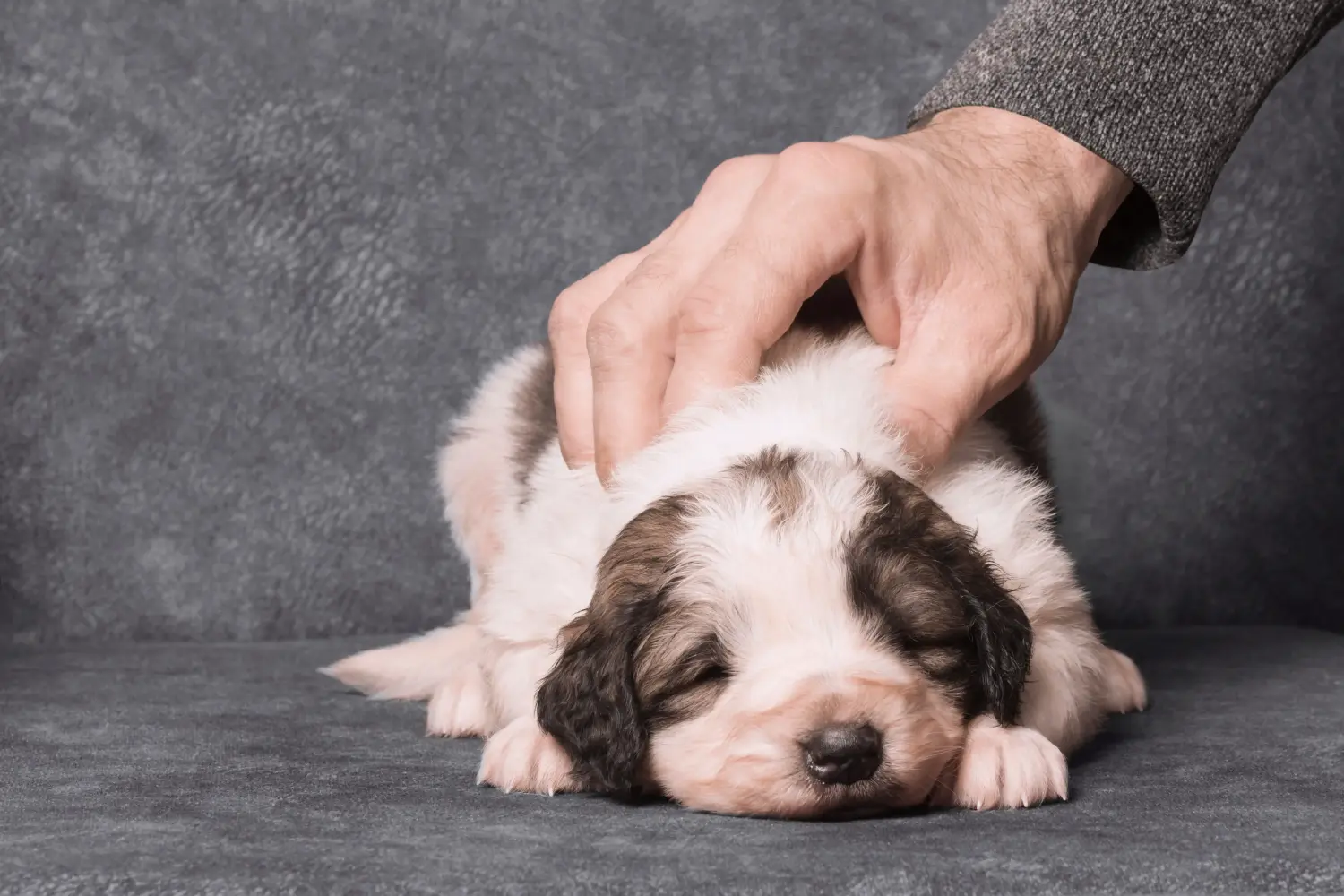 Acquistare un cucciolo di Tornjak significa assumersi delle responsabilità! Comprare cuccioli Tornjak.