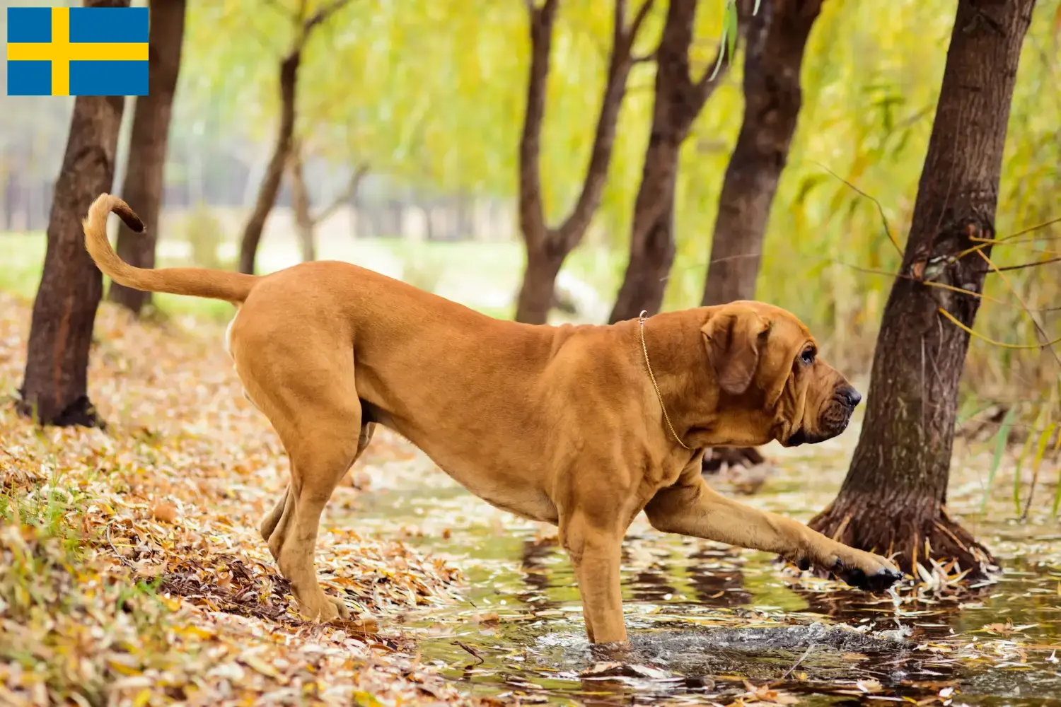Cuccioli di Fila Brasileiro e allevatori Svezia Qui potete trovare gli allevatori di Fila Brasileiros in Svezia.
