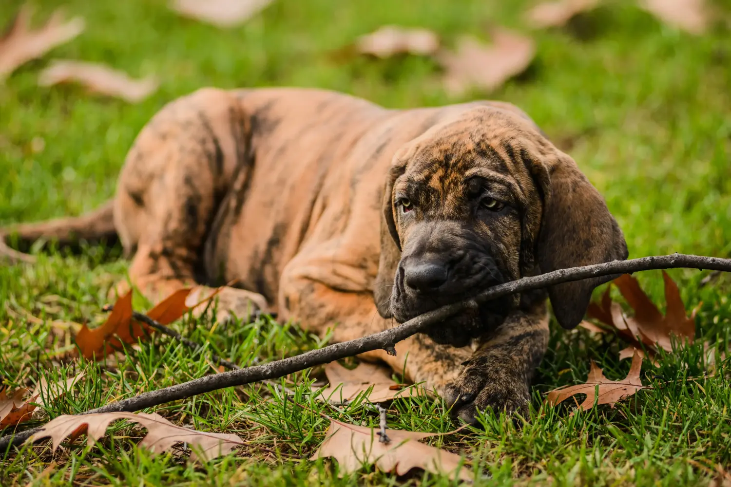 Acquistare un cucciolo di Fila Brasileiro significa assumersi una responsabilità! Comprare cuccioli di Fila Brasileiro.