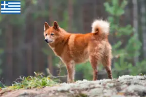 Scopri di più sull'articolo Allevatori e cuccioli di Finnspitz in Grecia