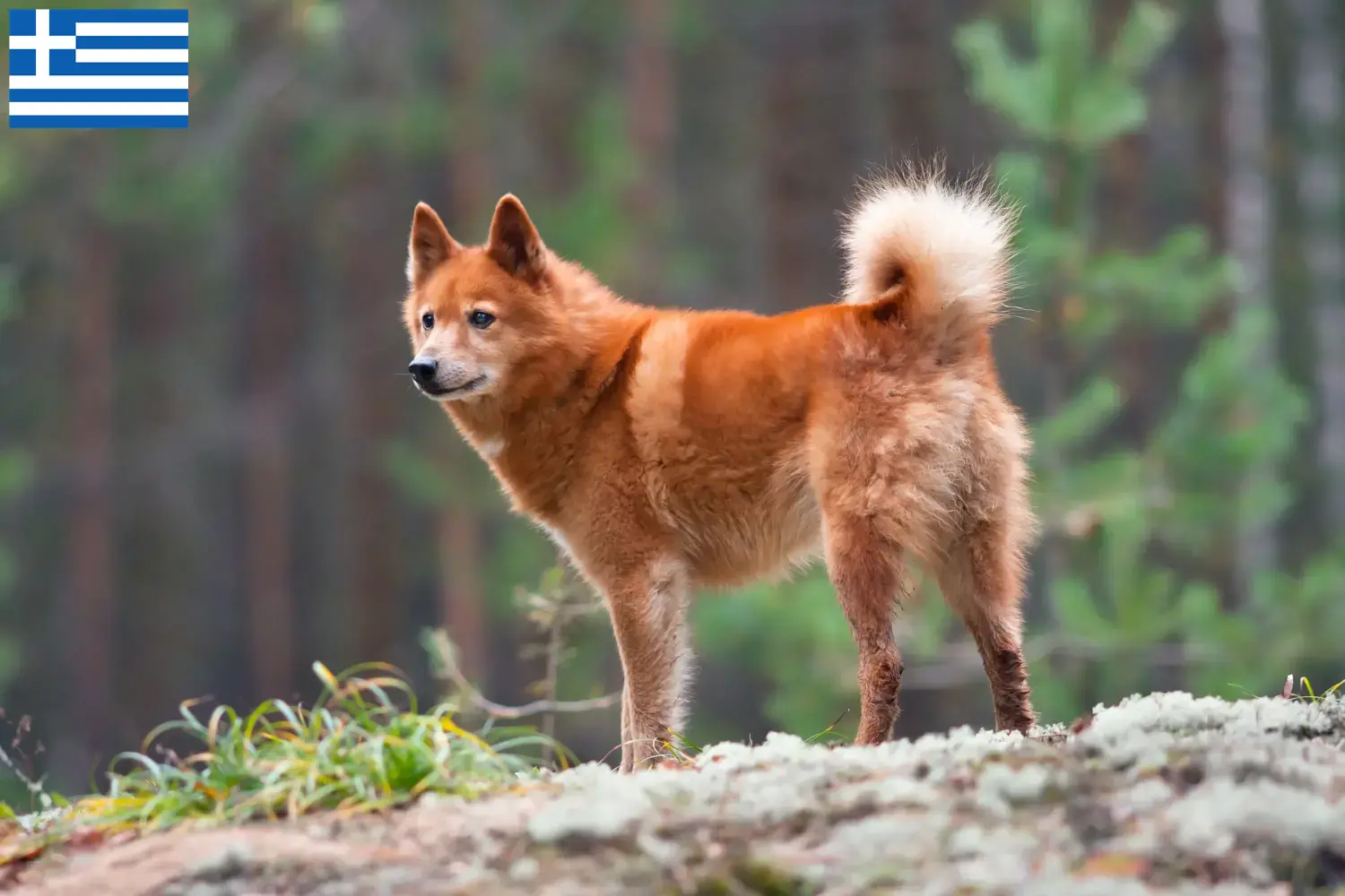 Scopri di più sull'articolo Allevatori e cuccioli di Finnspitz in Grecia
