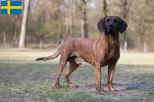 Scopri di più sull'articolo Allevatore di cani Hannoverian Welding e cuccioli in Svezia