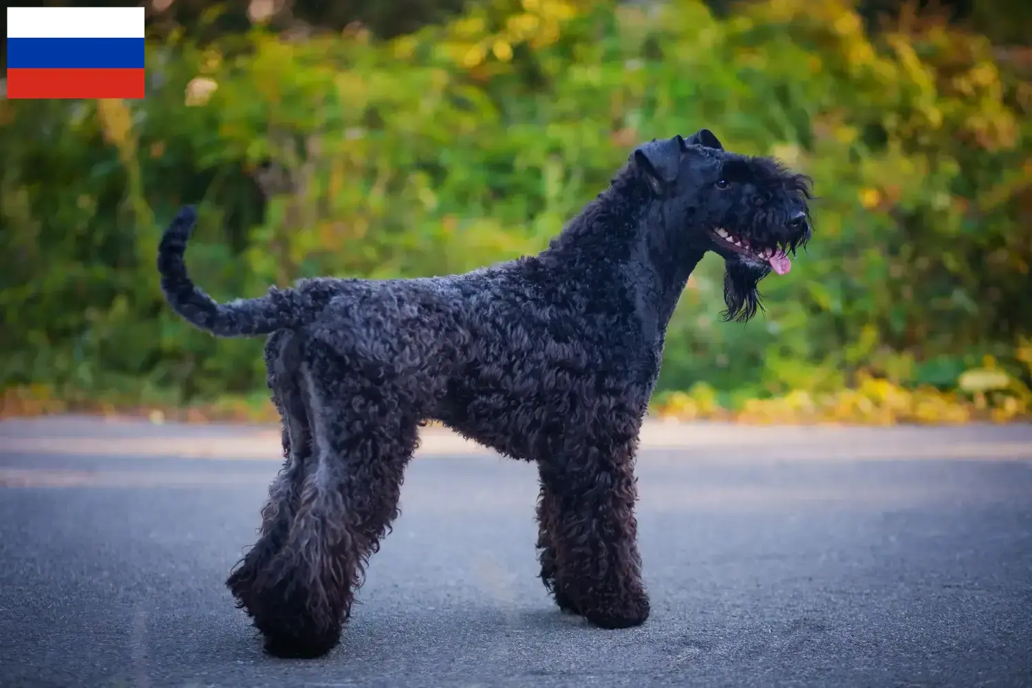 Scopri di più sull'articolo Allevatori di Kerry Blue Terrier e cuccioli in Russia