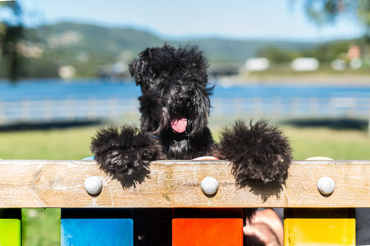 Acquistare un cucciolo di Kerry Blue Terrier significa assumersi delle responsabilità! Comprare cuccioli di Kerry Blue Terrier.