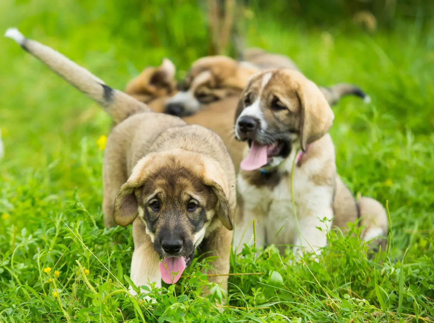 Acquistare un cucciolo di Mastín Español significa assumersi una responsabilità! Comprare cuccioli di Mastín Español.