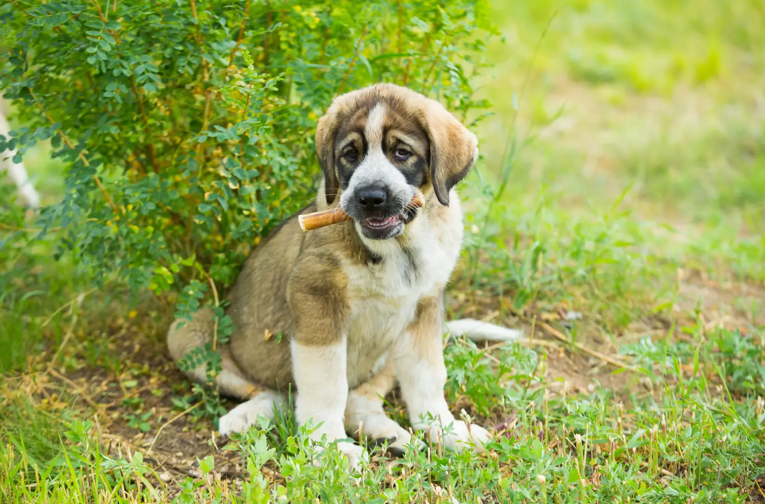 Acquistare un cucciolo di Mastín Español significa assumersi una responsabilità! Comprare cuccioli di Mastín Español.