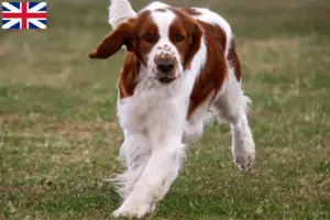 Scopri di più sull'articolo Allevatori di Welsh Springer Spaniel e cuccioli in Gran Bretagna