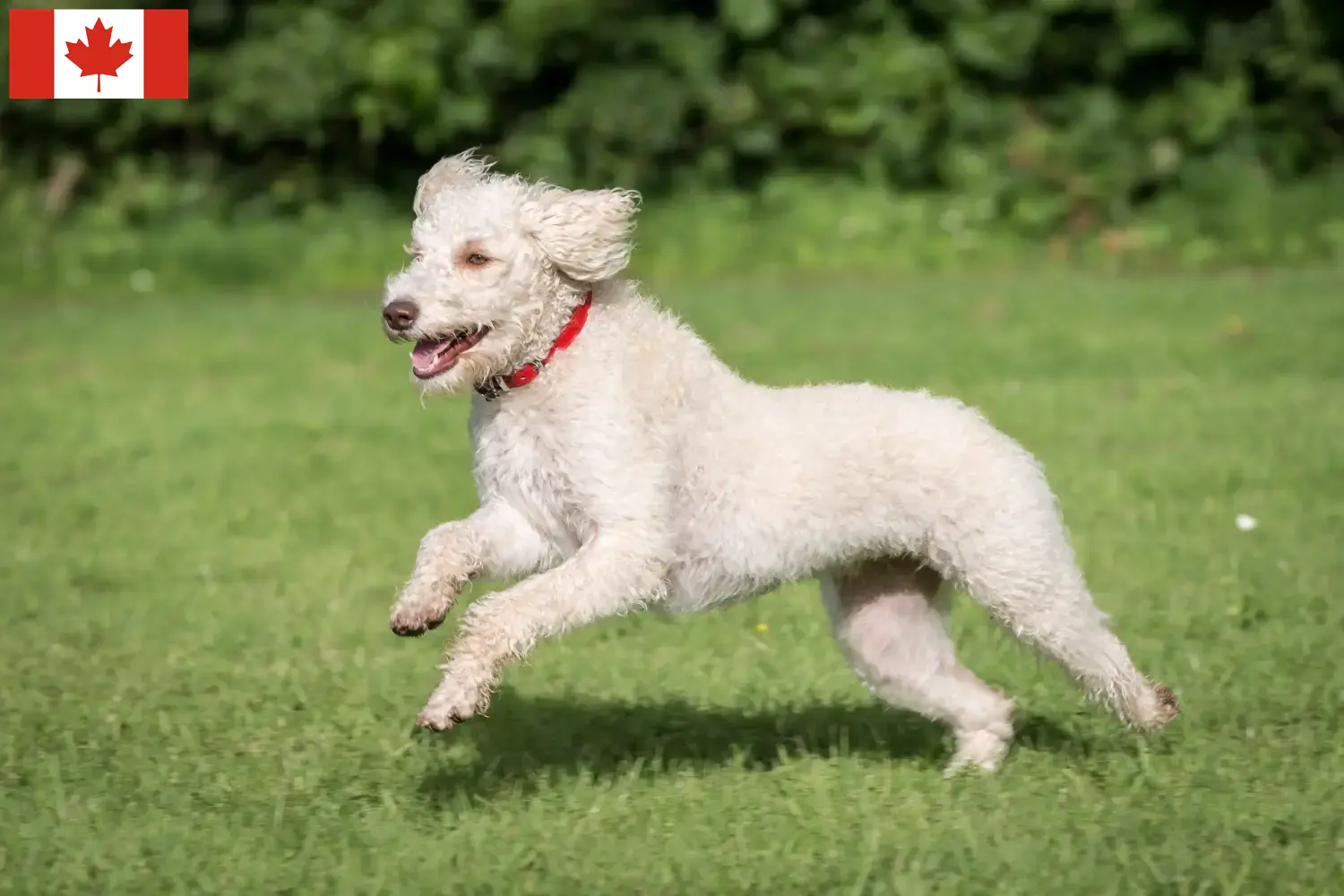 Scopri di più sull'articolo Allevatori di Labradoodle Australiano e cuccioli in Canada