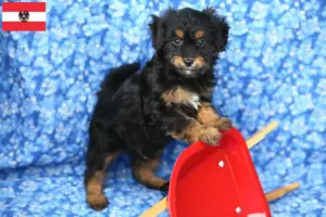 Scopri di più sull'articolo Allevatori di Pomapoo e cuccioli in Austria