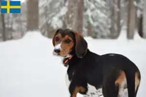 Scopri di più sull'articolo Allevamenti e cuccioli di Treeing Walker Coonhound in Svezia