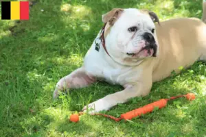 Scopri di più sull'articolo Allevatori di Bulldog Continentali e cuccioli in Belgio