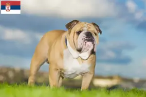 Scopri di più sull'articolo Allevatori di Bulldog Inglese e cuccioli in Serbia