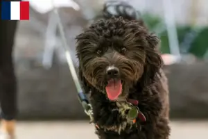 Scopri di più sull'articolo Allevatori di Aussiedoodle e cuccioli in Francia