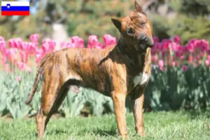 Scopri di più sull'articolo Allevatori di Presa Canario e cuccioli in Slovenia