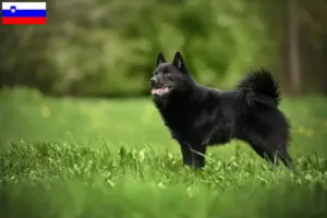 Scopri di più sull'articolo Allevatori di Schipperke e cuccioli in Slovenia