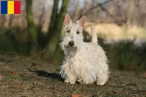 Scopri di più sull'articolo Allevatori di Scottish Terrier e cuccioli in Romania