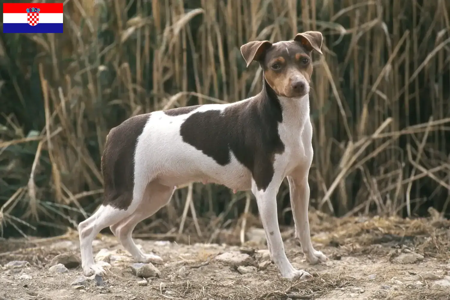 Scopri di più sull'articolo Allevatori e cuccioli di Brazilian Terrier in Croazia