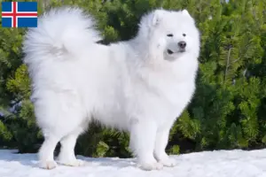 Scopri di più sull'articolo Allevatori di samoiedo e cuccioli in Islanda