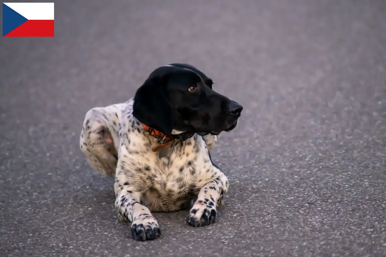 Scopri di più sull'articolo Allevatori di Braque d’Auvergne e cuccioli in Repubblica Ceca