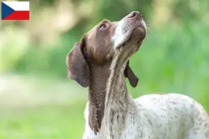 Scopri di più sull'articolo Allevatori di Braque français tipo Gascogne e cuccioli in Repubblica Ceca