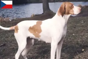 Scopri di più sull'articolo Allevatori e cuccioli di Braque Saint-Germain in Repubblica Ceca