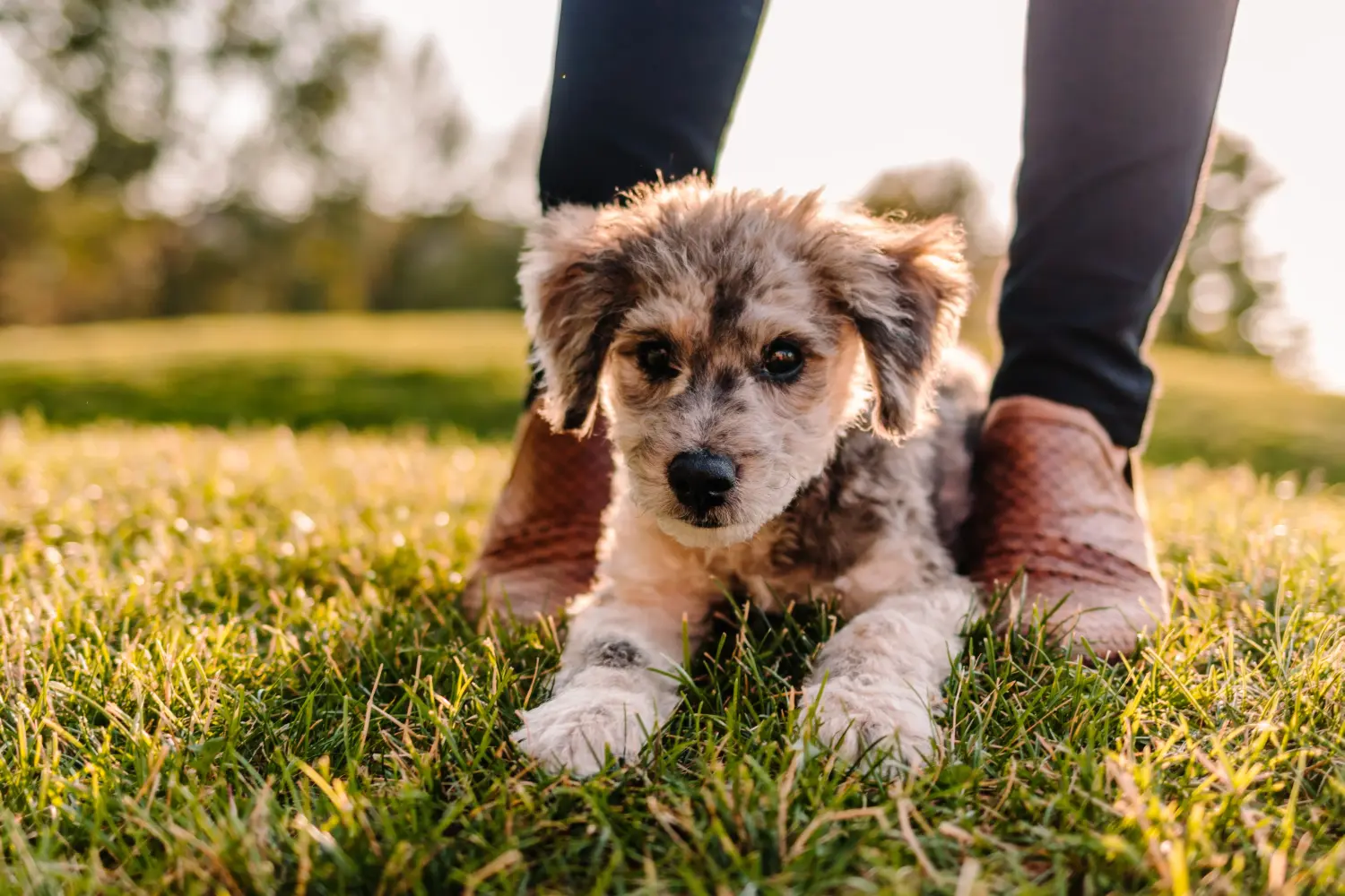 Acquistare un cucciolo di Aussiedoodle significa assumersi delle responsabilità! Comprare cuccioli di Aussiedoodle.