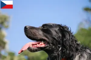 Scopri di più sull'articolo Allevatori di Epagneul Bleu de Picardie e cuccioli in Repubblica Ceca